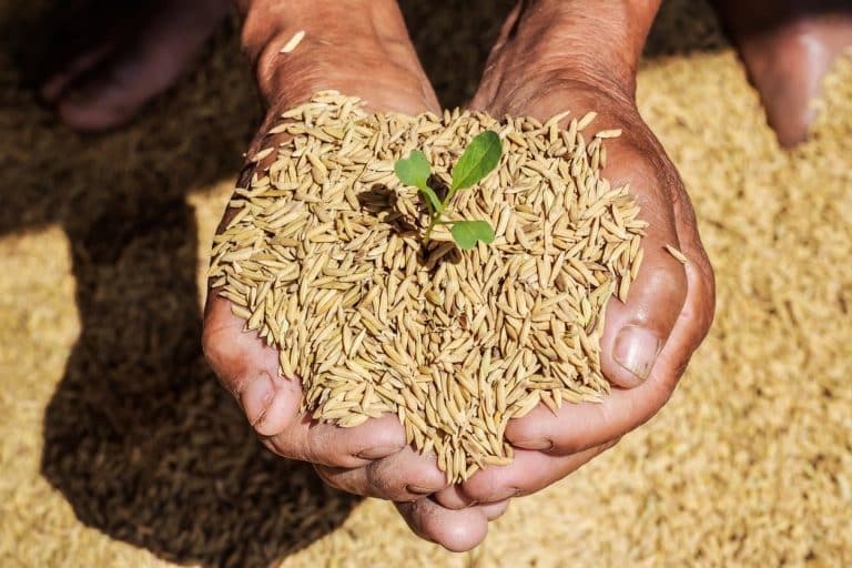 Minimum Support Prices (MSP) for Kharif Crops for marketing season 2020-21