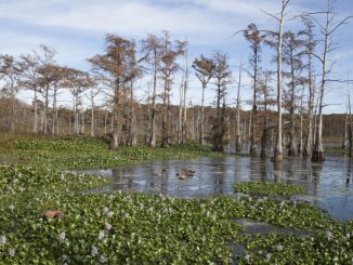 Mississippi Delta marshes in a state of irreversible collapse