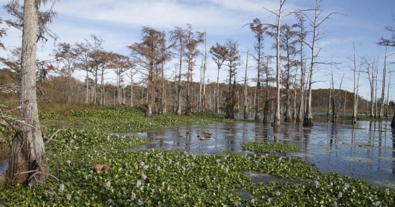Mississippi Delta marshes in a state of irreversible collapse