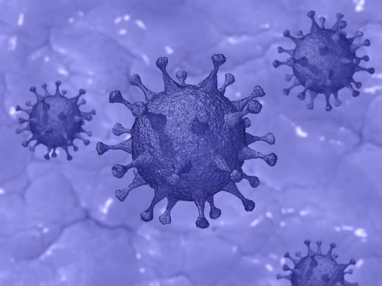 Mouse model mimics SARS-CoV-2 infection