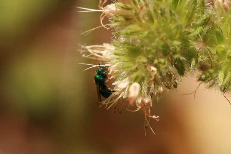Native bees that boost food crops are in decline but changing