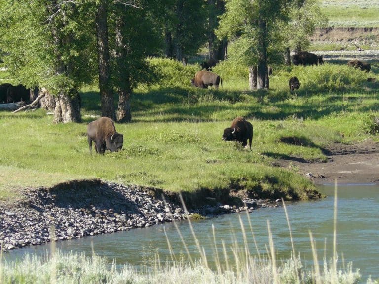 Reintroduction of wolves tied to return of tall willows in Yellowstone National Park