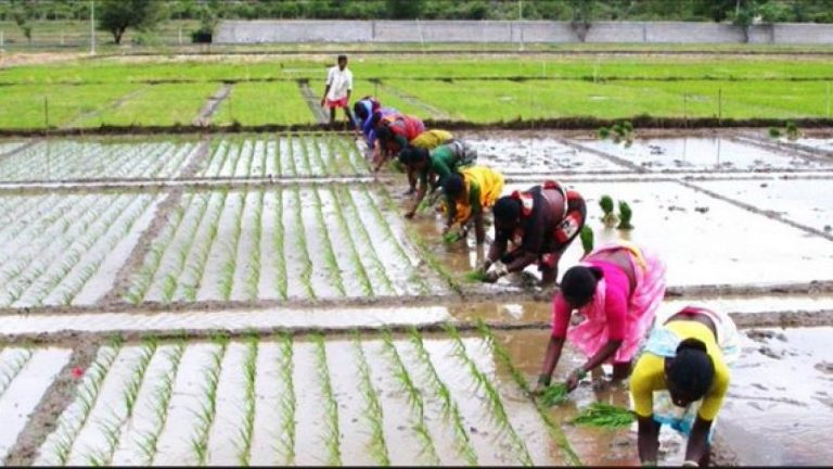 Sowing area of important Kharif crops more than in the corrSowing area of important Kharif crops more than in the corresponding perioesponding perio