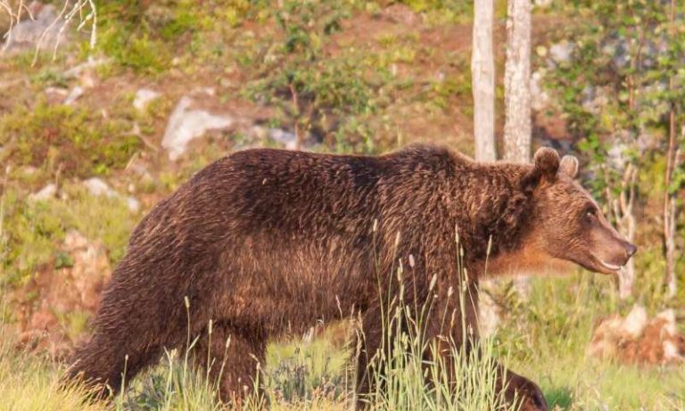 Are protected areas effective at maintaining large