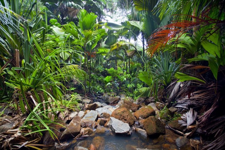 Climate change threat to tropical plants