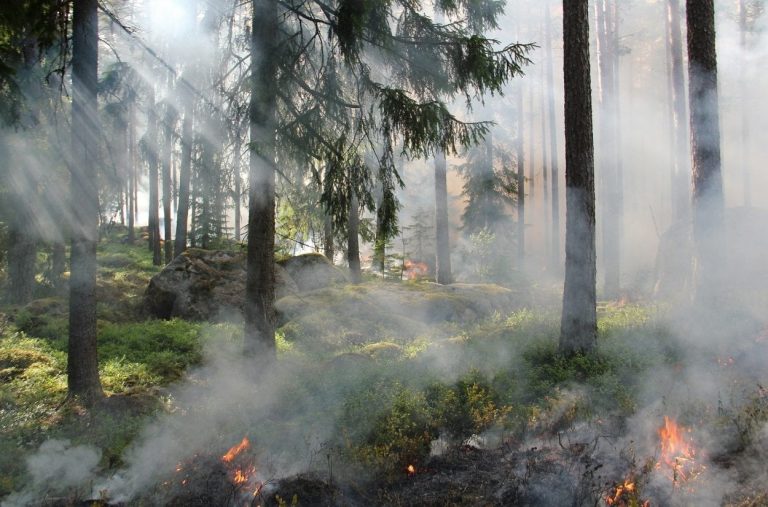 Climate scientists increasingly ignore ecological role