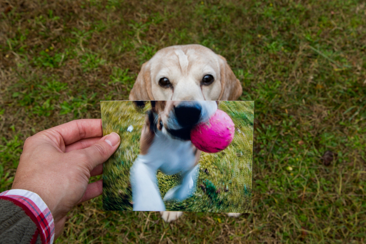 Now and Then. Comparison of a senior Beagle with his photograph when he was a puppy. Now and Then. Comparison of a senior Beagle with his photograph when he was a puppy.