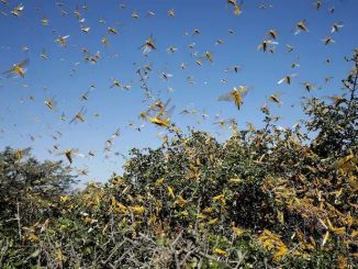 Locust control operations carried out in 1,32,777 hectares