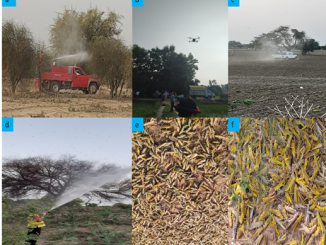 Locust control ops in Rajasthan, MP , UP ,Punjab, Gujarat, Maharashtra