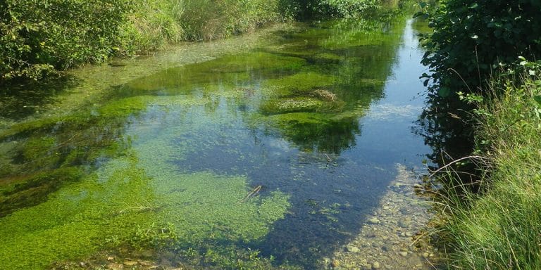 River plants counter both flooding and drought to protect biodiversity