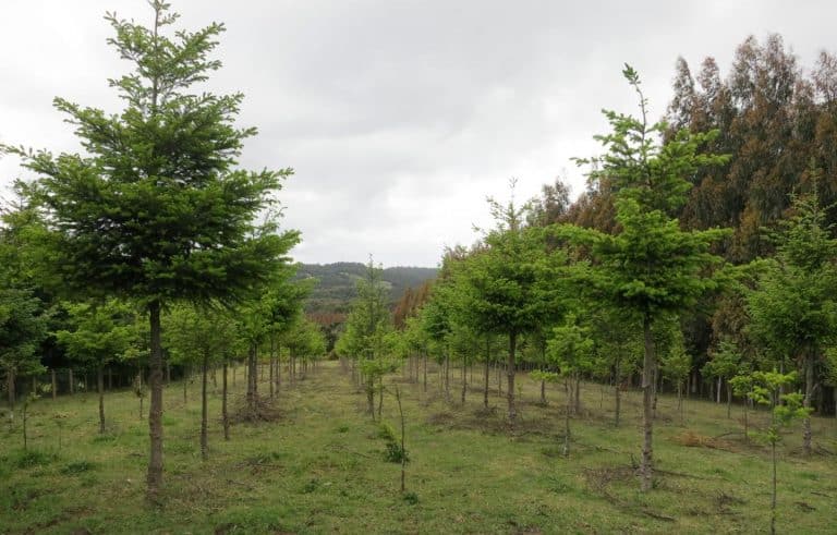 When planting trees threatens the forest