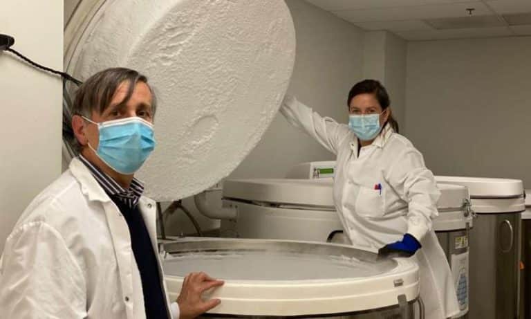 Exposure to common cold coronaviruses can teach the immune system to recognize SARS-CoV-2