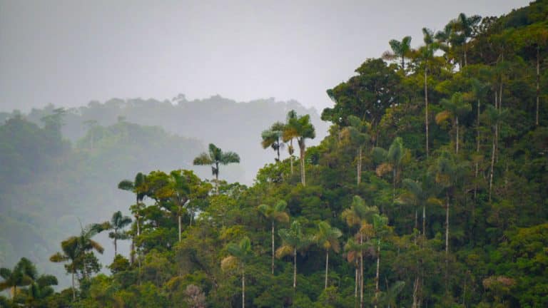 Global warming is changing our plant communities