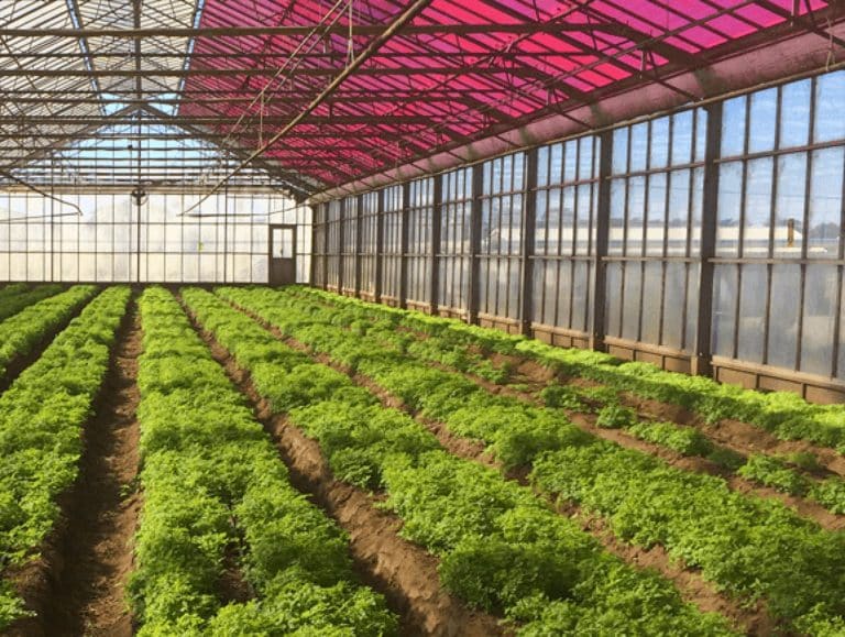 Green energy and better crops Tinted solar panels on greenhouses