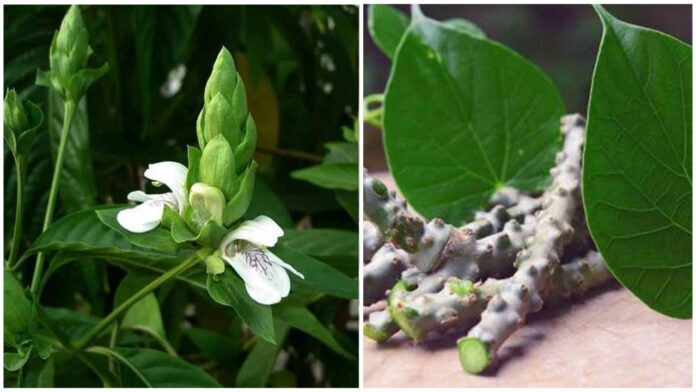 Ayush Ministry to take up clinical study on the potential of Vasa (AdhatodaVasica) and Guduchi for the management of Covid-19