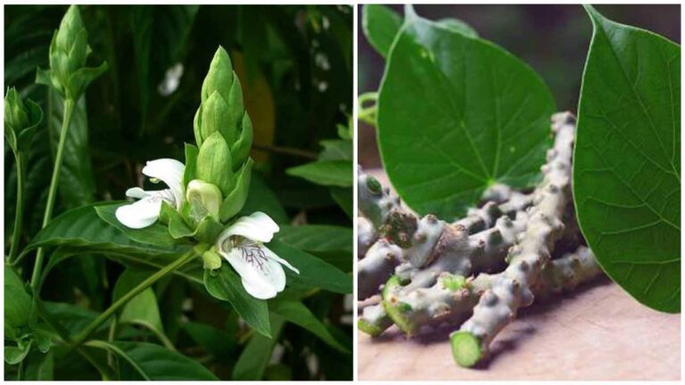 Ayush Ministry to take up clinical study on the potential of Vasa (AdhatodaVasica) and Guduchi for the management of Covid-19