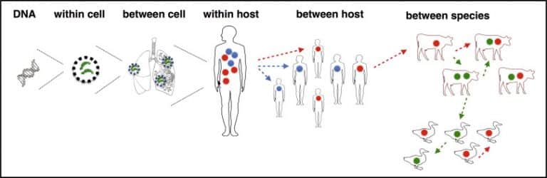 How are information, disease, and social evolution linked