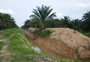 Land use change leads to increased flooding in ILand use change leads to increased flooding in Indonesiadonesia