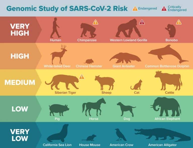 Study explains multipronged SARS-CoV-2 attack and widepread COVID-19 infection