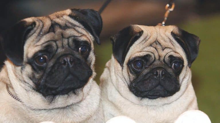 Why flat-faced dogs remain popular despite health problems