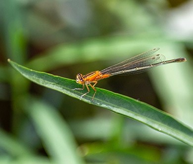 Biologists developing global citizen network to monitor insect abundance