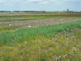 Choosing the right cover crop to protect the soil