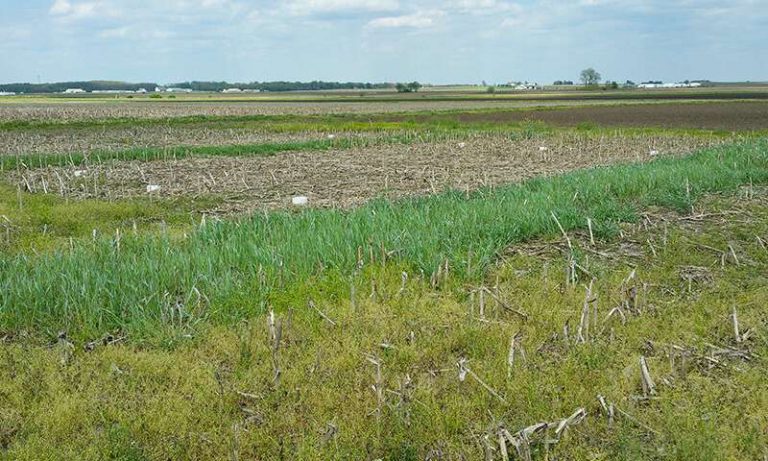 Choosing the right cover crop to protect the soil