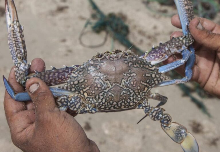 Crabs