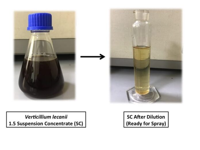 IPFT developes Bio-Pesticide Formulation