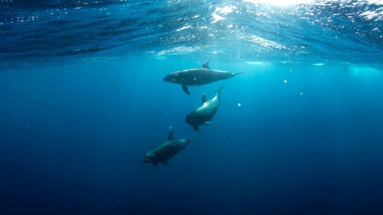 Marine animals live where ocean is most breathable