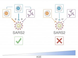 T cells take the lead in controlling SARS-CoV-2 and reducing COVID-19 disease severity