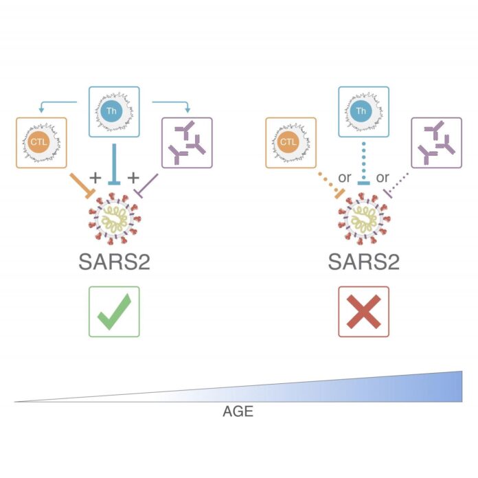 T cells take the lead in controlling SARS-CoV-2 and reducing COVID-19 disease severity