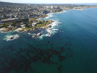 Could kelp help relieve ocean acidification