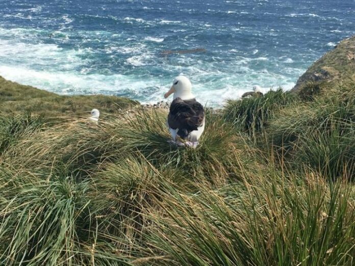 Seabird