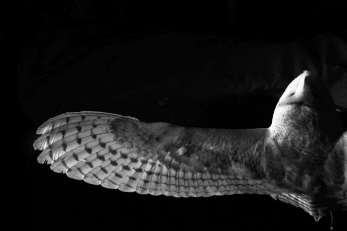 Small finlets on owl feathers point the way to lessen aircraft noise