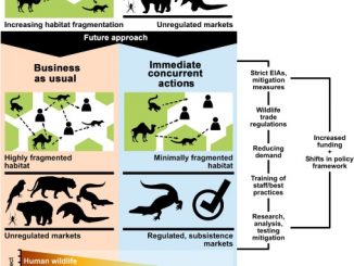 COVID-19 highlights risks of wildlife trade