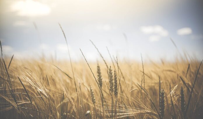 Temporal crop diversity stabilizes agricultural production