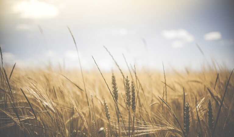 Temporal crop diversity stabilizes agricultural production