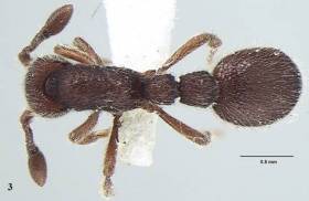New ant species discovered from Kerala