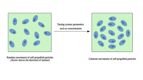 bacterial colonies