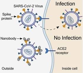 New promising antibodies against SARS-CoV-2