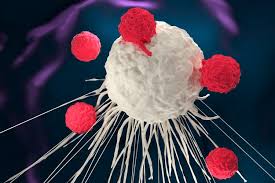 antibodies targeting OX40