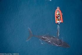 Ocean's mammals at crucial crossroads