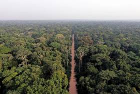 Central African forests
