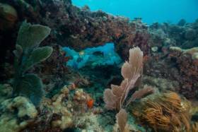 Coral reefs prevent