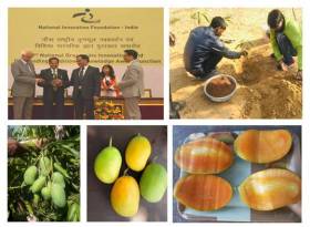 Kota farmer develops mango variety