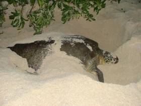 Cayman Islands sea turtles