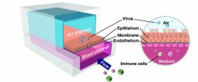 Human organ chip