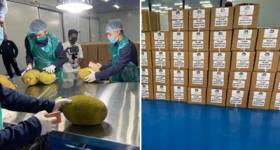 Jackfruits Tripura exported to London