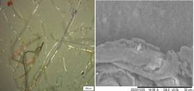 Nanoplastics and other harmful pollutants